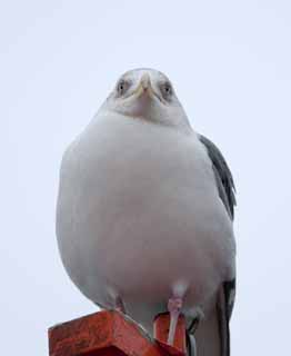 photo, la matire, libre, amnage, dcrivez, photo de la rserve,Un coup d'oeil d'une mouette, mouette, , , plume