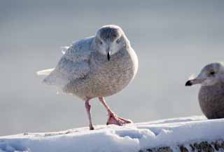 Foto, materieel, vrij, landschap, schilderstuk, bevoorraden foto,Morgen van een gull, Gull, , , Veren