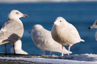 foto,tela,gratis,paisaje,fotografa,idea,Maana de una gaviota, Gaviota, , , Pluma