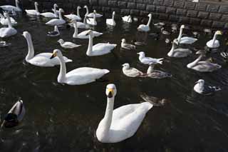 Foto, materiell, befreit, Landschaft, Bild, hat Foto auf Lager,Ein whooper-Schwan, Schwan, whooper-Schwan, Lake ordnet Hutu ein, butterfly, um sich zu bergeben