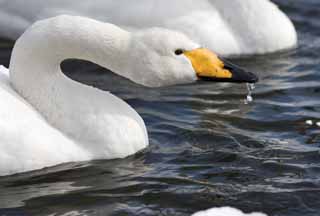 fotografia, material, livra, ajardine, imagine, proveja fotografia,Um cisne de whooper, cisne, cisne de whooper, Dedo do p de lago Hutu, borboleta para vomitar