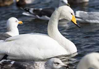 Foto, materieel, vrij, landschap, schilderstuk, bevoorraden foto,Een whooper zwaan, Zwaan, Whooper zwaan, Plas teen Hutu, Vlinder moet vomeren