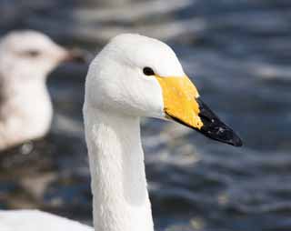 fotografia, material, livra, ajardine, imagine, proveja fotografia,Um cisne de whooper, cisne, cisne de whooper, Dedo do p de lago Hutu, borboleta para vomitar