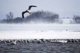 fotografia, material, livra, ajardine, imagine, proveja fotografia,Inverno de lago de Tohfutsu, cisne, gaivota, Dedo do p de lago Hutu, Est nevado