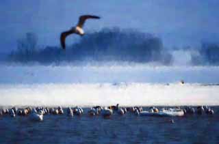 illust, matire, libre, paysage, image, le tableau, crayon de la couleur, colorie, en tirant,Hiver de lac Tohfutsu, cygne, mouette, Orteil de lac Hutu, C'est neigeux