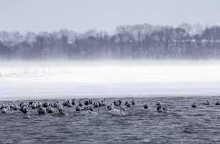 photo, la matire, libre, amnage, dcrivez, photo de la rserve,Hiver de lac Tohfutsu, cygne, mouette, Orteil de lac Hutu, C'est neigeux