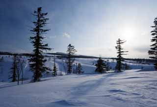 Foto, materieel, vrij, landschap, schilderstuk, bevoorraden foto,Bomen van een snowy veld, Besneeuwd veld, Naaldboom, De zon, Ik ben koud