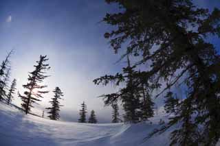 foto,tela,gratis,paisaje,fotografa,idea,rboles de un campo cubierto de nieve, Campo cubierto de nieve, Confera, El sol, Estoy fro