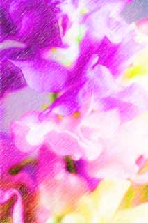 illust, , , , , ,  ,  , .,  ., , Purplish , petal, 