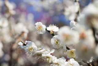 photo, la matire, libre, amnage, dcrivez, photo de la rserve,Une prune est dans gloire pleine, Portez-moi, prune, , jardin de la prune