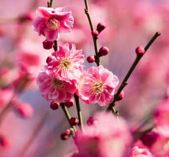 photo, la matire, libre, amnage, dcrivez, photo de la rserve,Une prune est dans gloire pleine, Portez-moi, prune, , jardin de la prune