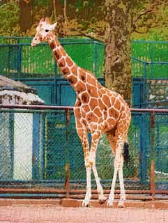 illust, materiell, befreit, Landschaft, Bild, Gemlde, Farbbleistift, Wachsmalstift, Zeichnung,,Eine Giraffe, Giraffe, , , Hals