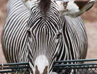 fotografia, materiale, libero il panorama, dipinga, fotografia di scorta,Una zebra, Un cavallo di isola, zebra, animale che pascola, La criniera