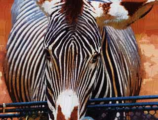 illust, material, livram, paisagem, quadro, pintura, lpis de cor, creiom, puxando,Uma zebra, Um cavalo de ilha, zebra, pastando animal, A juba