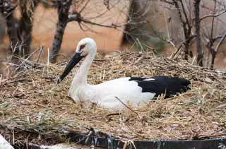 Foto, materiell, befreit, Landschaft, Bild, hat Foto auf Lager,Ausbrten eines Storches, Storch, , Ausbrten, Nest