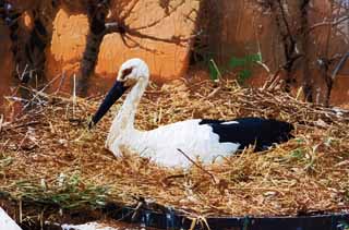 illust, matire, libre, paysage, image, le tableau, crayon de la couleur, colorie, en tirant,Incubation d'une cigogne, cigogne, , Incubation, nid