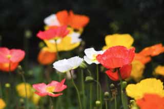 photo, la matière, libre, aménage, décrivez, photo de la réserve,Un coquelicot, coquelicot, Je l'efface, coquelicot, Moutarde