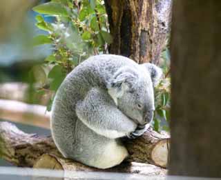 , , , , ,  .,koala, , koala, , 