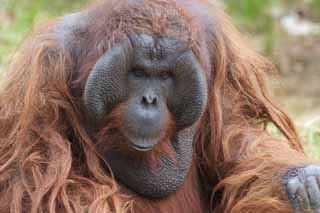 Foto, materieel, vrij, landschap, schilderstuk, bevoorraden foto,Een orangutan, , Een orangutan, Een anthropoid aap, Aap