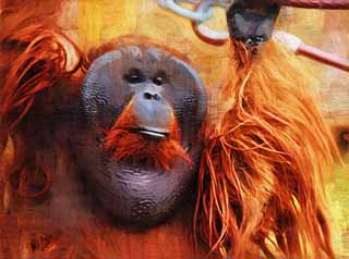 ,,, ,,,   , ,.  

orangutan.  , , orangutan.,    .  ,  .  