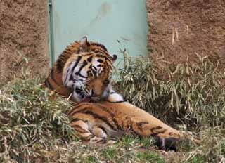 fotografia, materiale, libero il panorama, dipinga, fotografia di scorta,Un tigre, tigre, , , 