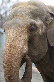 photo,material,free,landscape,picture,stock photo,Creative Commons,An elephant, An elephant, , , nose