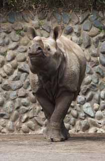 Foto, materieel, vrij, landschap, schilderstuk, bevoorraden foto,Een neushoorn, Neushoorn, , , 