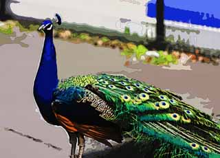 illust,tela,gratis,paisaje,fotografa,idea,pintura,Lpiz de color,dibujo,Un pavo real, , Pavo real, , Pluma de decoracin