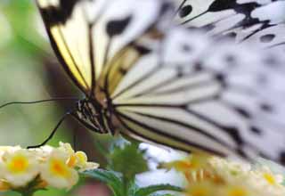 Foto, materiell, befreit, Landschaft, Bild, hat Foto auf Lager,Schnheit eines Schmetterlinges, Schmetterling, , , Blume