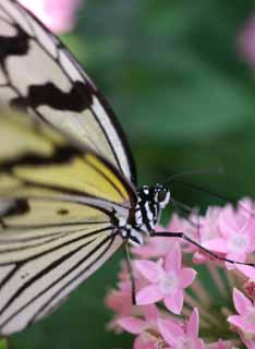 Foto, materiell, befreit, Landschaft, Bild, hat Foto auf Lager,Groer Schmetterling, Schmetterling, , , Blume