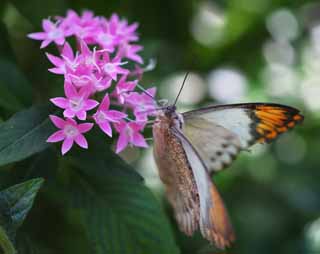 Foto, materiell, befreit, Landschaft, Bild, hat Foto auf Lager,Eine Mahlzeit eines Schmetterlinges, Schmetterling, , , Blume