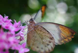 photo,material,free,landscape,picture,stock photo,Creative Commons,A meal of a butterfly, butterfly, , , flower