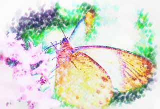 illustration,material,free,landscape,picture,painting,color pencil,crayon,drawing,A meal of a butterfly, butterfly, , , flower