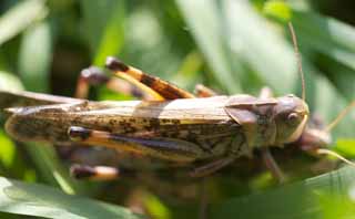 photo,material,free,landscape,picture,stock photo,Creative Commons,Copulation of a migratory locust, , migratory locust, Grass, Copulation