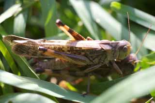 photo, la matire, libre, amnage, dcrivez, photo de la rserve,Copulation d'un criquet migrateur, , criquet migrateur, Grass, Copulation