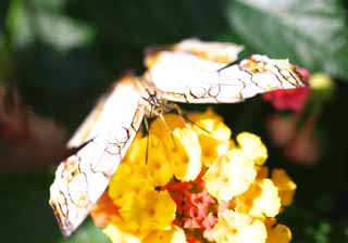 Foto, materiell, befreit, Landschaft, Bild, hat Foto auf Lager,Eine Mahlzeit eines Schmetterlinges, Schmetterling, , , Blume