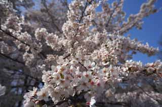 photo,material,free,landscape,picture,stock photo,Creative Commons,Cherry tree full bloom, cherry tree, , , Yoshino cherry tree