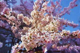 illust, matire, libre, paysage, image, le tableau, crayon de la couleur, colorie, en tirant,Arbre de la cerise fleur pleine, arbre de la cerise, , , Arbre de cerise Yoshino