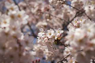 foto,tela,gratis,paisaje,fotografa,idea,Cerezo flor lleno, Cerezo, , , Cerezo de Yoshino