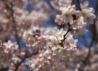 Foto, materieel, vrij, landschap, schilderstuk, bevoorraden foto,Kers boom gevulde bloem bloem, Kers boom, , , Yoshino kers boom