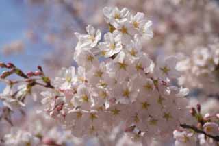 photo, la matire, libre, amnage, dcrivez, photo de la rserve,Arbre de la cerise fleur pleine, arbre de la cerise, , , Arbre de cerise Yoshino