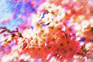 illust, materiale, libero panorama, ritratto dipinto, matita di colore disegna a pastello, disegnando,Albero Ciliegio il pieno fiore, albero ciliegio, , , Yoshino albero ciliegio