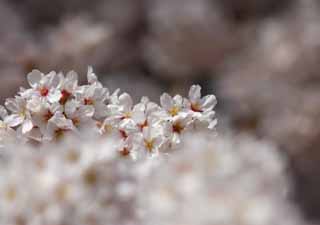 foto,tela,gratis,paisaje,fotografa,idea,Cerezo flor lleno, Cerezo, , , Cerezo de Yoshino