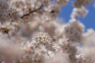 Foto, materieel, vrij, landschap, schilderstuk, bevoorraden foto,Kers boom gevulde bloem bloem, Kers boom, , , Yoshino kers boom