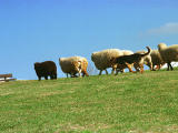 Foto, materiell, befreit, Landschaft, Bild, hat Foto auf Lager,Sickern Sie, gefahren, Rasen, blauer Himmel, Schaf, 