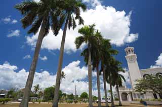 Foto, materieel, vrij, landschap, schilderstuk, bevoorraden foto,Het is een kokosnoot boom binnen het heiligdom, Lasi, Palm, Kokosnoot boom, De Catholic Church