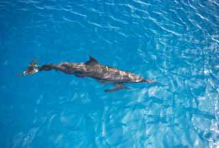 fotografia, materiale, libero il panorama, dipinga, fotografia di scorta,Un delfino selvatico, Ci lo ?, delfino, , onda