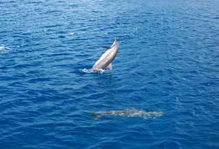 Foto, materieel, vrij, landschap, schilderstuk, bevoorraden foto,Een natuurlijke sprong van een wilde dolfijn, Is ziedaar het?, Dolfijn, , Golf