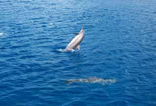 Foto, materiell, befreit, Landschaft, Bild, hat Foto auf Lager,Ein natrlicher Sprung eines wilden Delfines, Gibt es es?, Delfin, , Welle