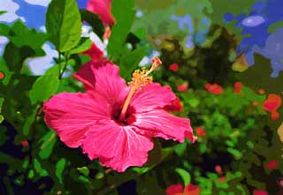 illust, matire, libre, paysage, image, le tableau, crayon de la couleur, colorie, en tirant,Un hibiscus, hibiscus, ptale, Tropique, pays du sud